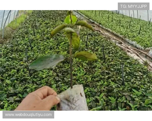 斗球官网在线登录安全保障措施，保护您的个人信息与账号安全